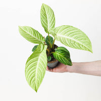 Caladium Lindenii 'Mint'
