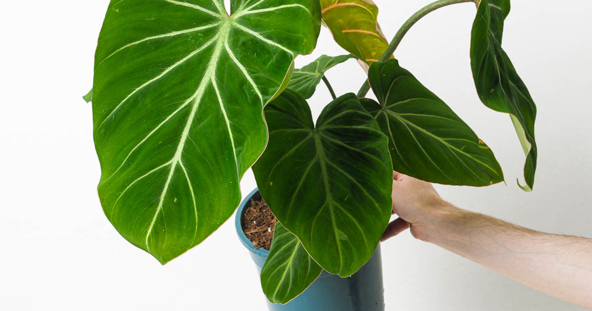 philodendron gloriosum dark form care Philodendron gloriosum 'Dark Form' | Plants