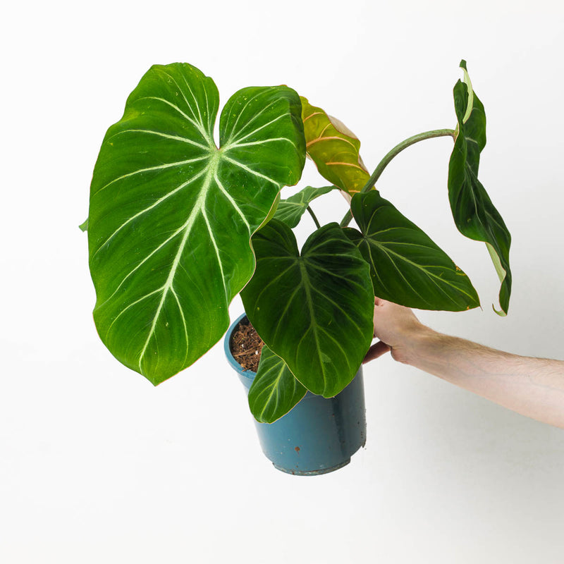 Philodendron gloriosum 'Dark Form' 19cm XL Plants GrowTropicals