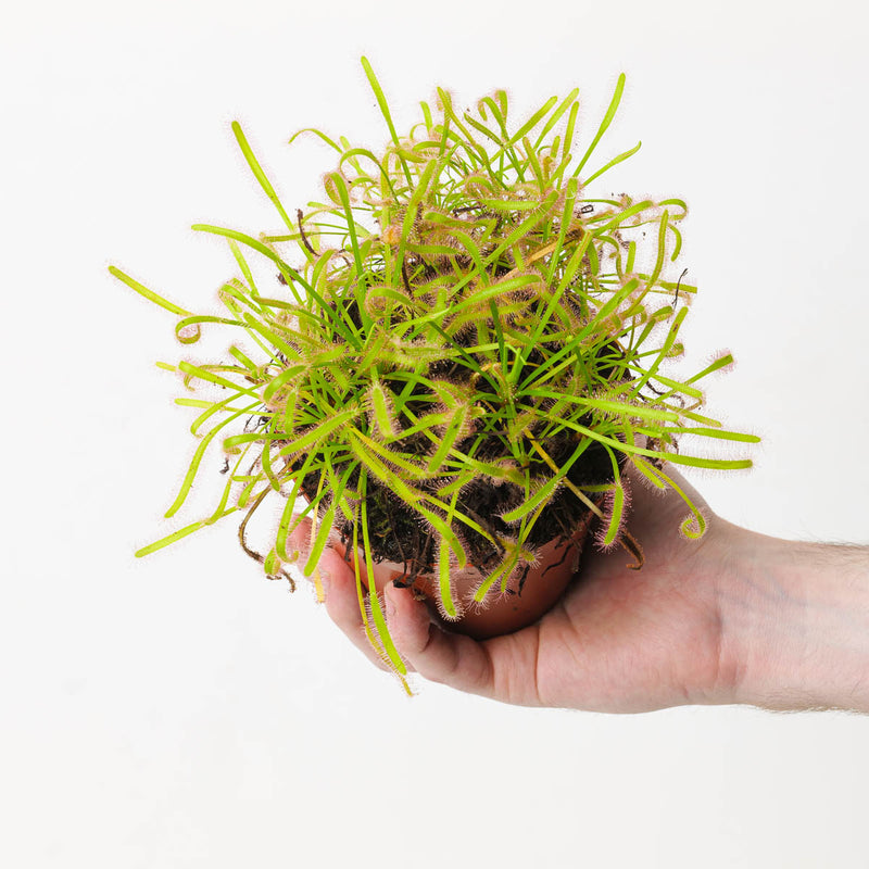 Drosera capensis 'Alba' | Cape Sundew Plants GrowTropicals