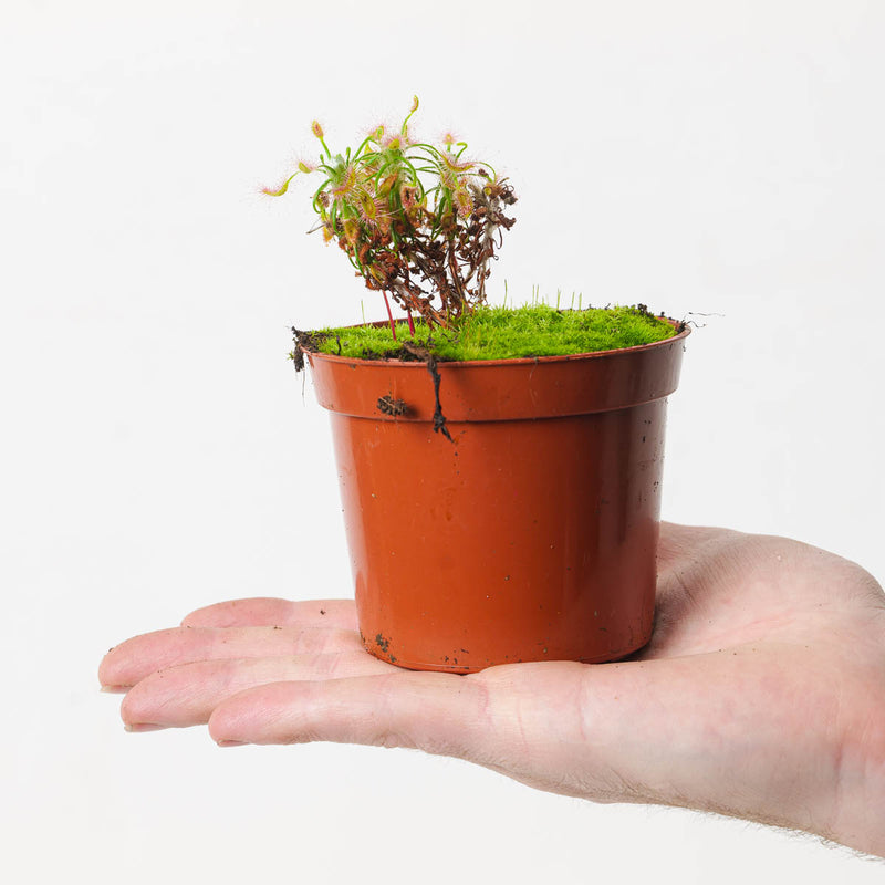 Drosera scorpioides | Shaggy Sundew — 8.5cm