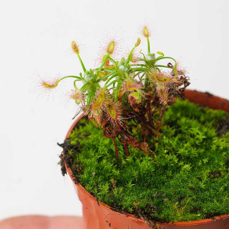 Drosera scorpioides | Shaggy Sundew Plants GrowTropicals