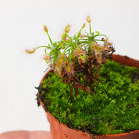 Drosera scorpioides | Shaggy Sundew