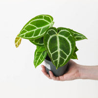 Anthurium crystallinum