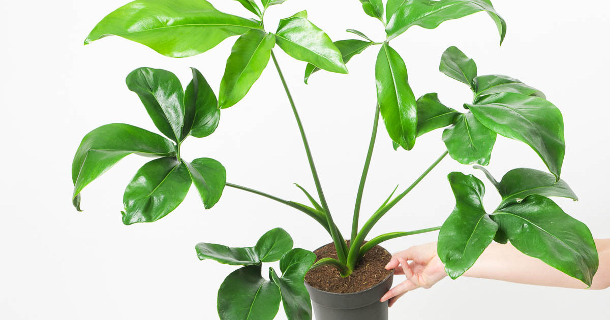 Thaumatophyllum spruceanum | Philodendron goeldii | Plants |  GrowTropicals.com