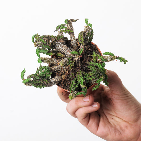 Euphorbia decaryi Plants GrowTropicals
