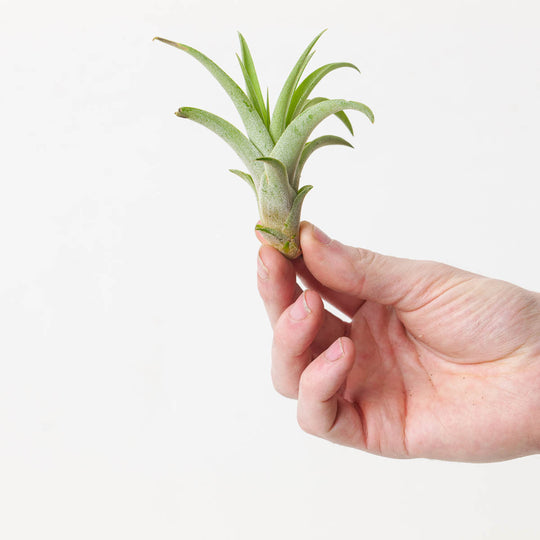 Tillandsia capitata Plants GrowTropicals