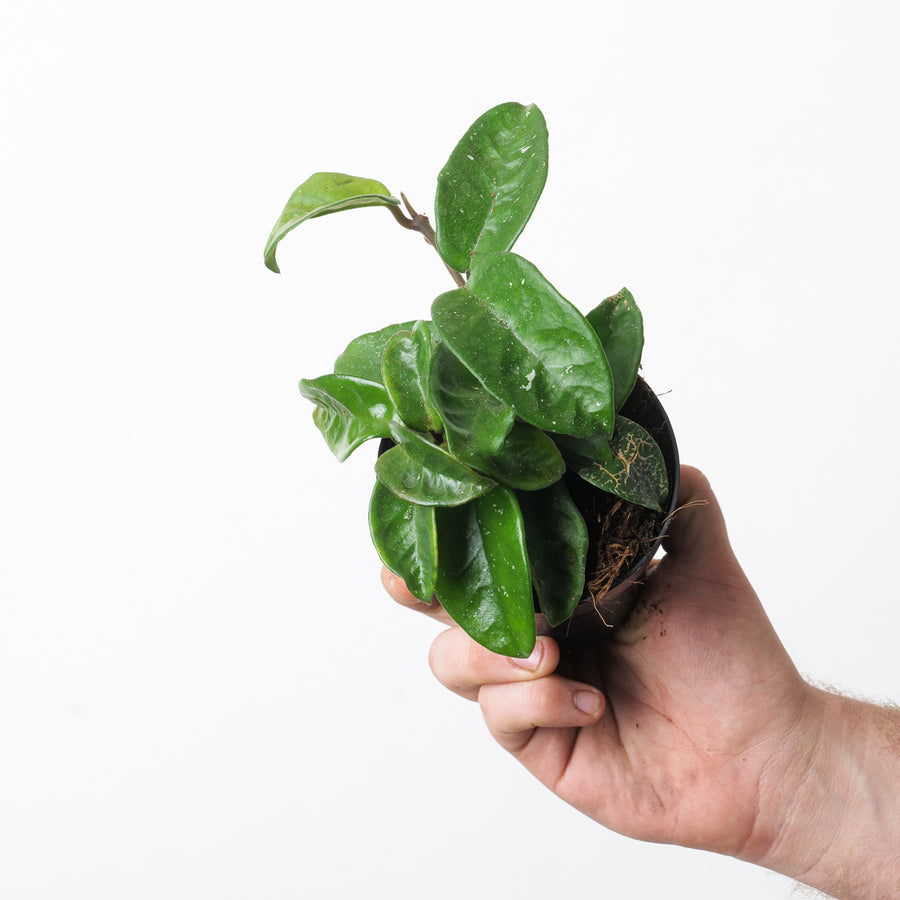 Hoya carnosa 'Krinkle 8' - GROW TROPICALS