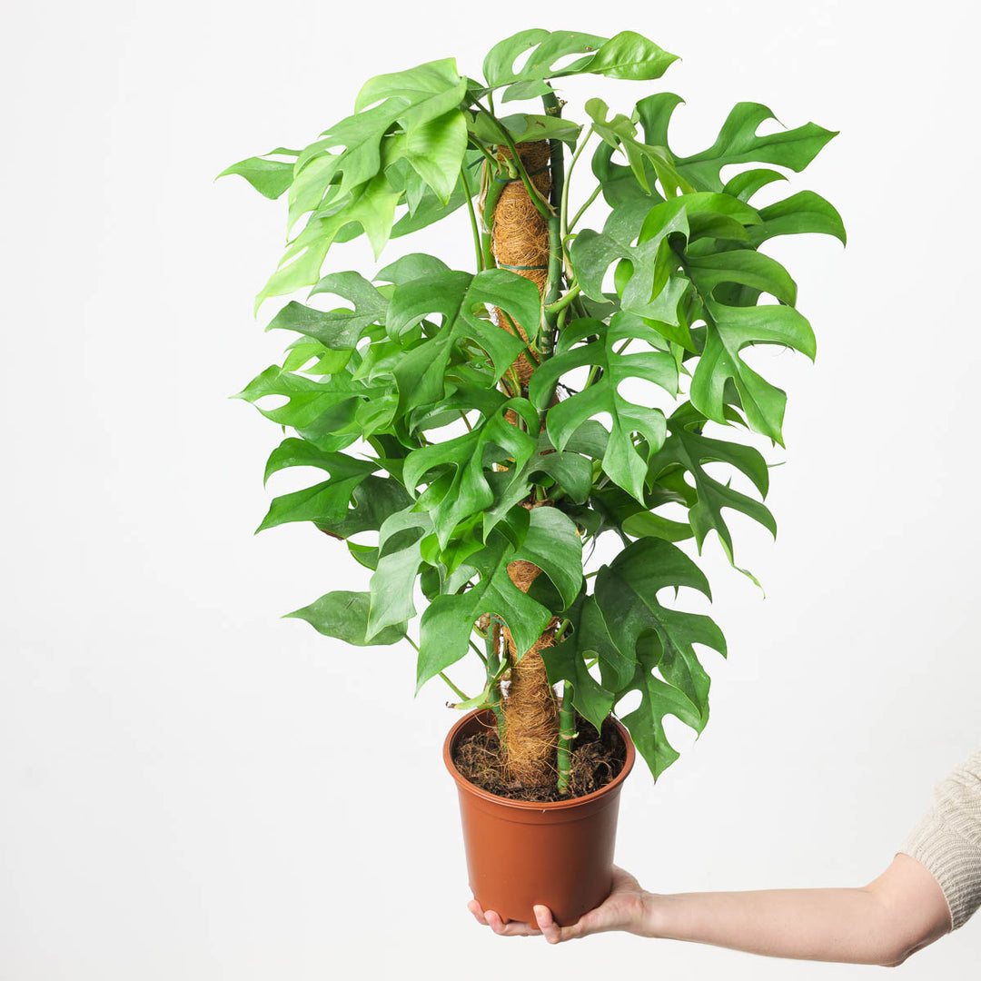 philodendron rhaphidophora tetrasperma Rhaphidophora Tetrasperma