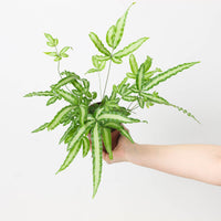 Pteris cretica var albolineata | Silver Ribbon Fern