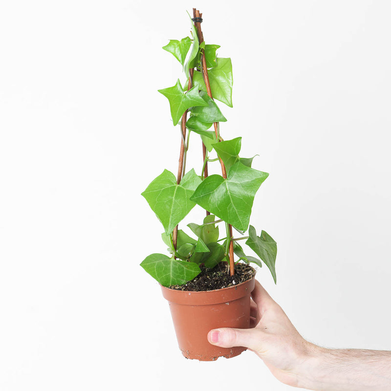 Senecio macroglossus Plants GrowTropicals