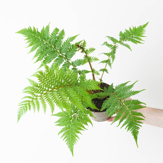 Cyathea cooperi Plants GrowTropicals