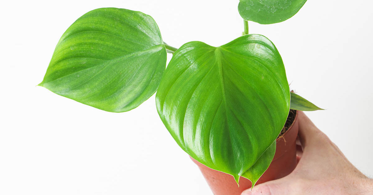 philodendron eximium houseplant Philodendron eximium 'Pittieri'