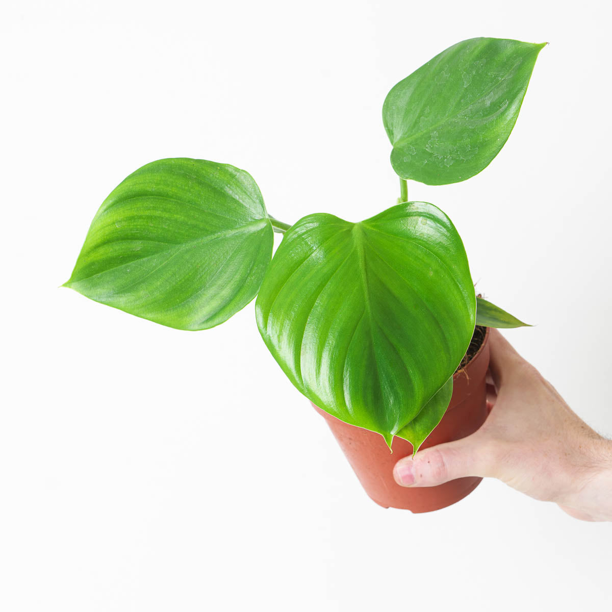 lehmannii philodendron Philodendron eximium 'Pittieri' | Plants