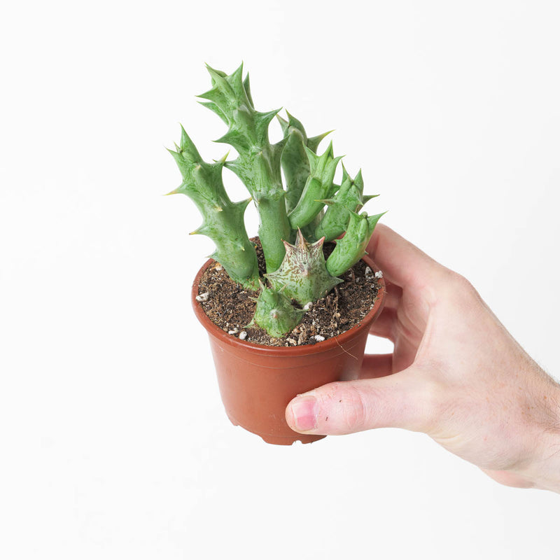 Orbea variegata (Stapeliad) Plants GrowTropicals