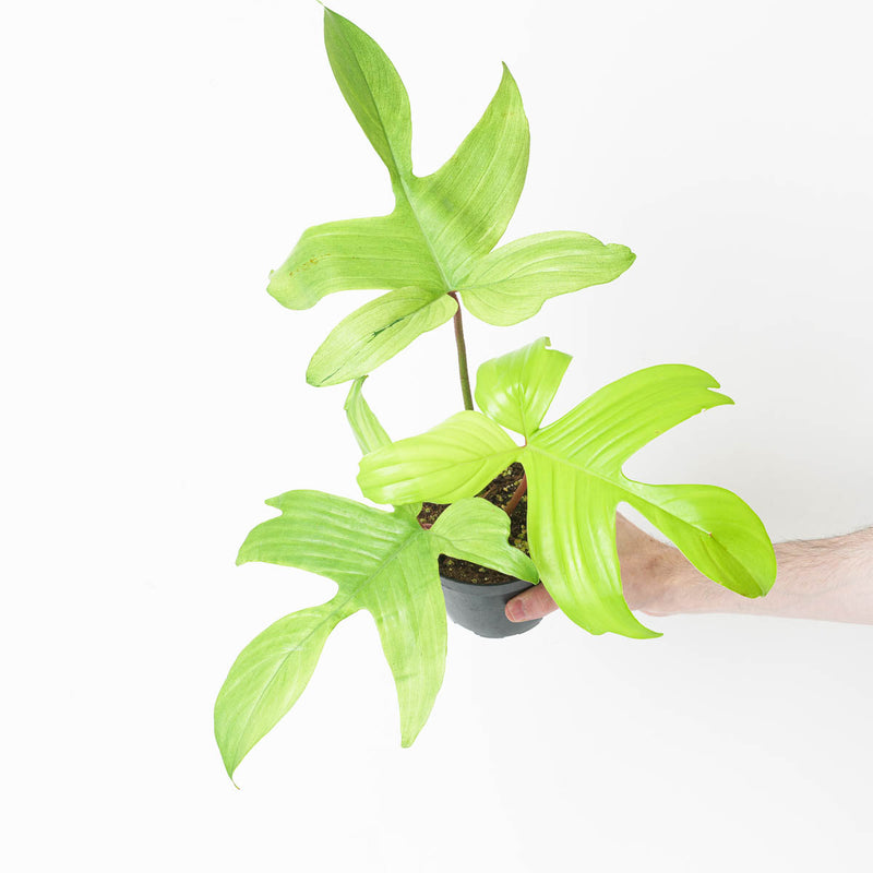 Philodendron 'Florida Ghost' Plants GrowTropicals