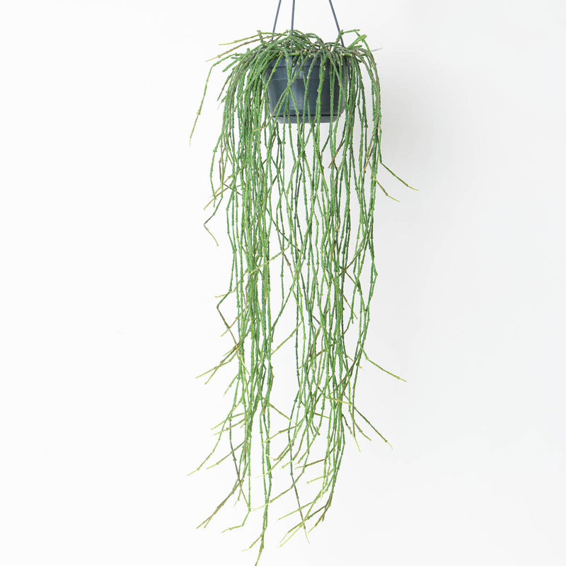 Cynanchum marnierianum | Bundle of Sticks Plants GrowTropicals