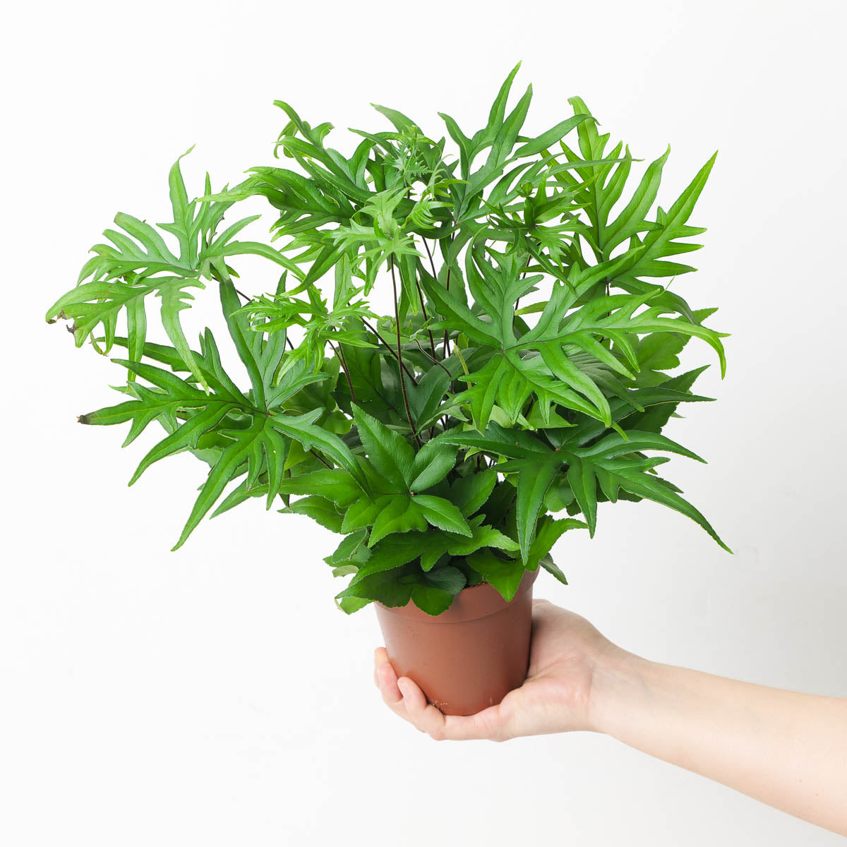 Digit Plints Hemionitis doryopteris | Digit Fern | Plants | GrowTropicals.com