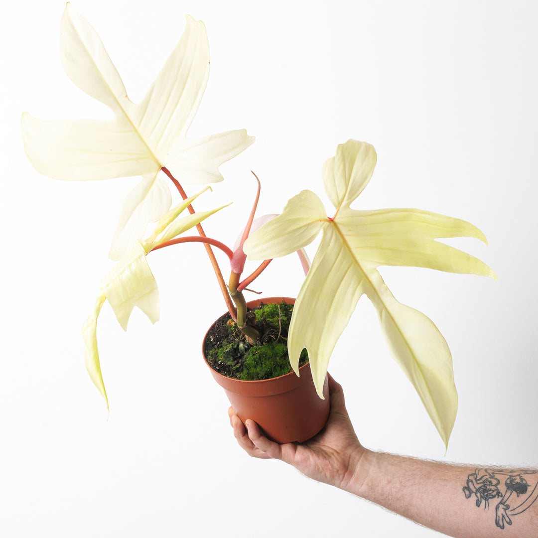Philodendron 'Florida Ghost' - GROW TROPICALS