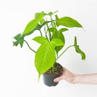 Philodendron camposportoanum