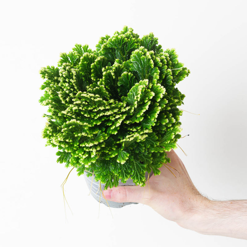 Selaginella martensii 'Jori' 12cm Plants GrowTropicals