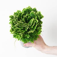 Selaginella martensii 'Jori'