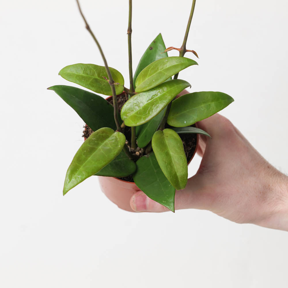 Hoya verticillata 'Red leaf' - GROW TROPICALS