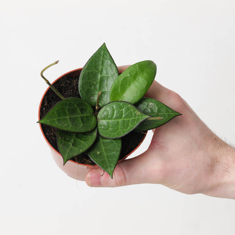 Hoya verticillata 'Black Edge' 9cm Plants GrowTropicals