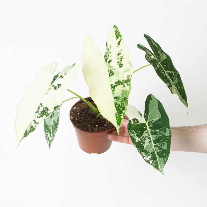 Alocasia 'Frydek' Variegata Plants GrowTropicals