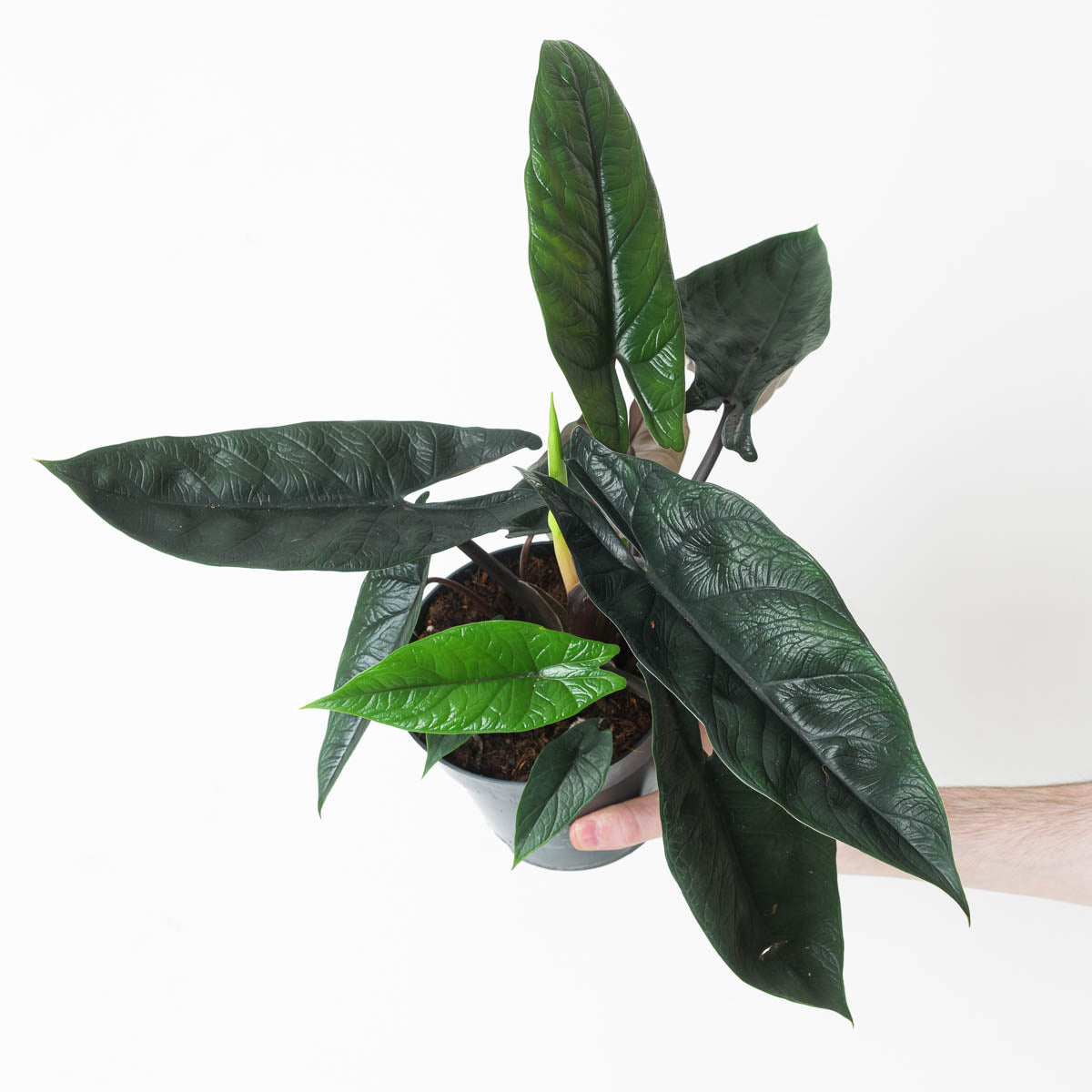 Houseplant Sale & Offers