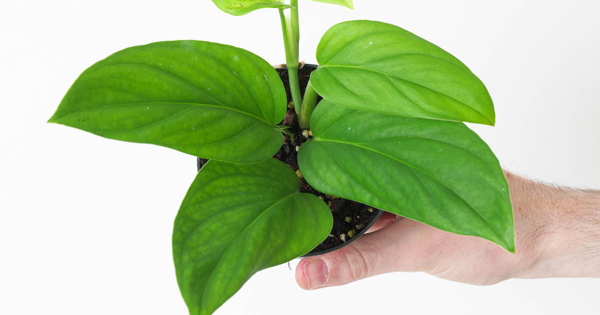 Monstera dissecta | Plants