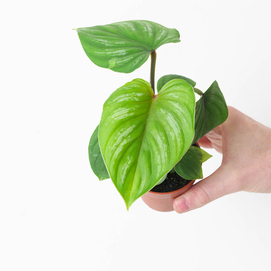 philodendron mamei aff Philodendron mamei