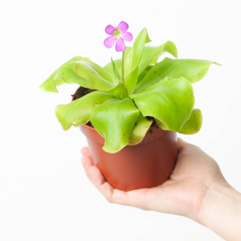 Pinguicula sp. Guatemala Plants GrowTropicals