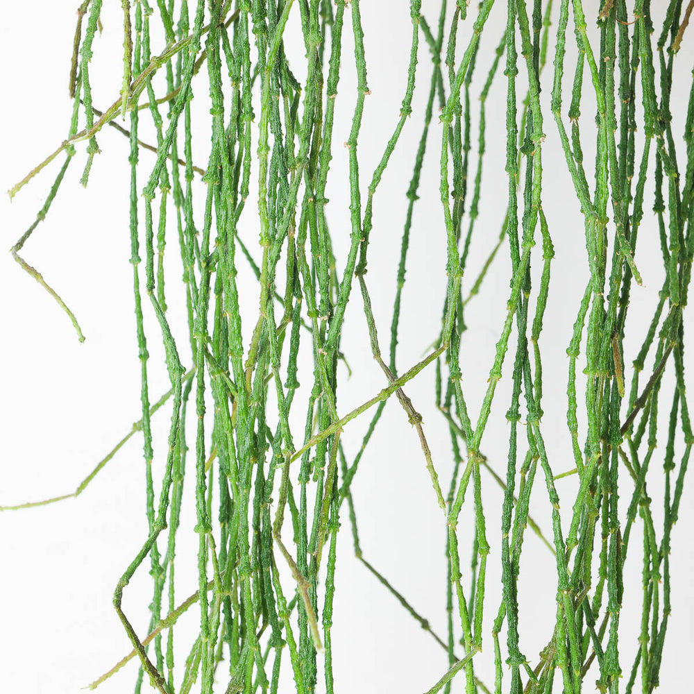 Cynanchum marnierianum | Bundle of Sticks - GROW TROPICALS