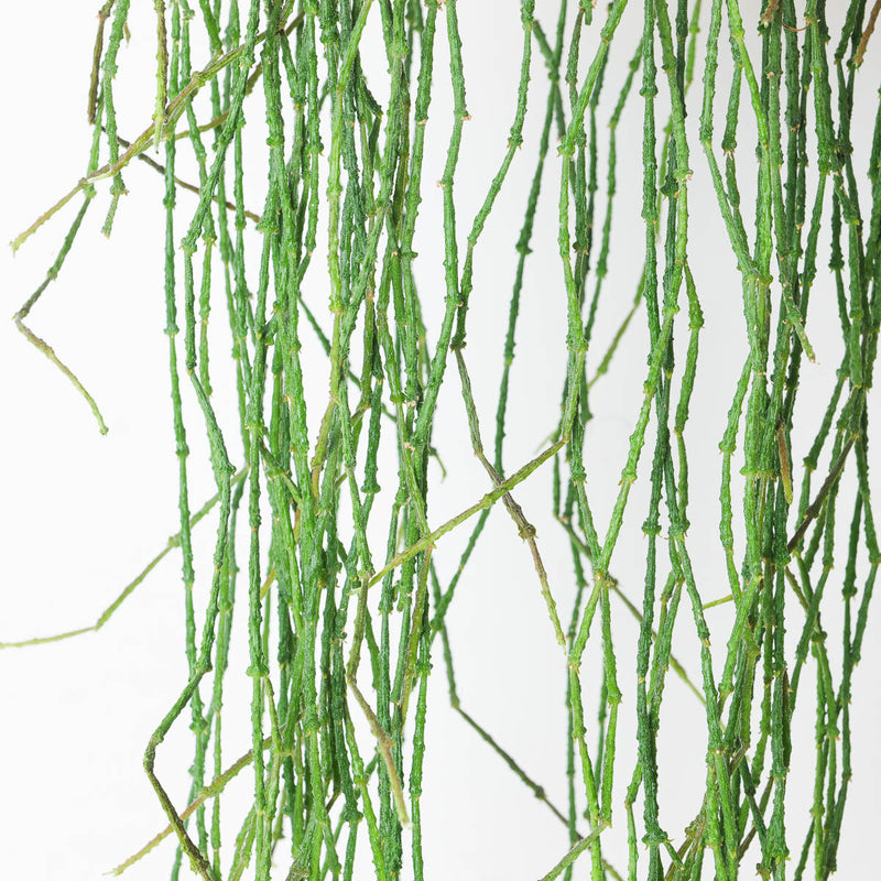 Cynanchum marnierianum | Bundle of Sticks — 12cm