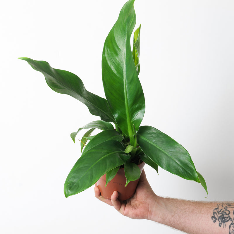 Philodendron pendulatum Plants GrowTropicals