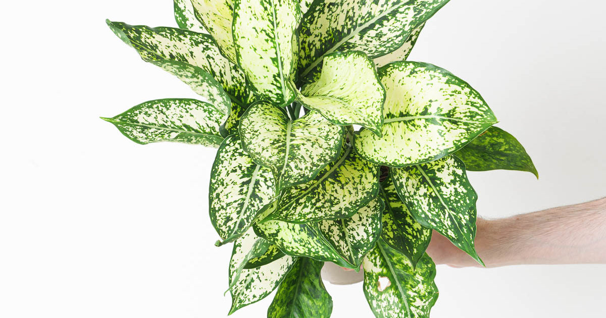 aglaonema spotted star care Aglaonema 'Spotted Star' - White | Plants