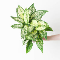 Aglaonema 'Spotted Star' - White