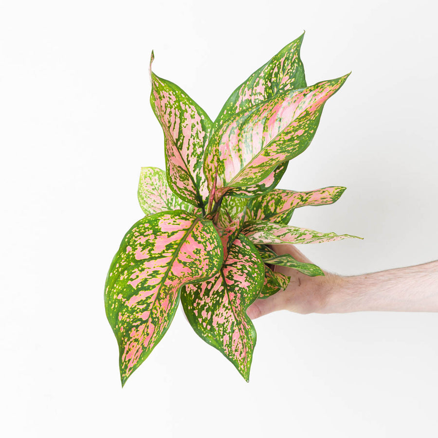 Aglaonema 'Spotted Star' - GROW TROPICALS