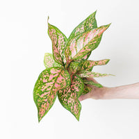 Aglaonema 'Spotted Star'