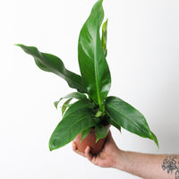 Philodendron pendulatum