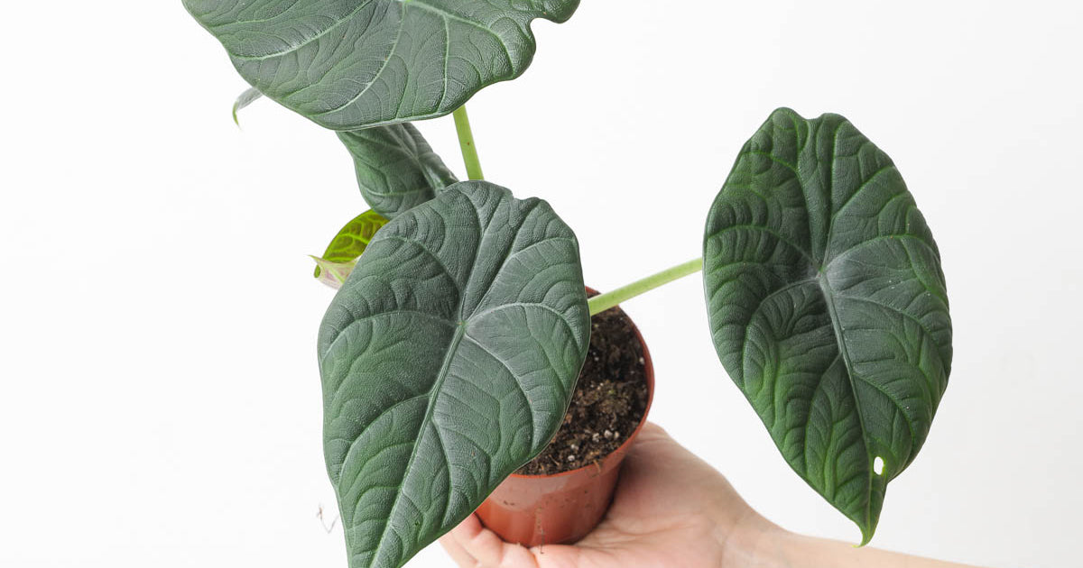 Alocasia 'Maharani' | Plants