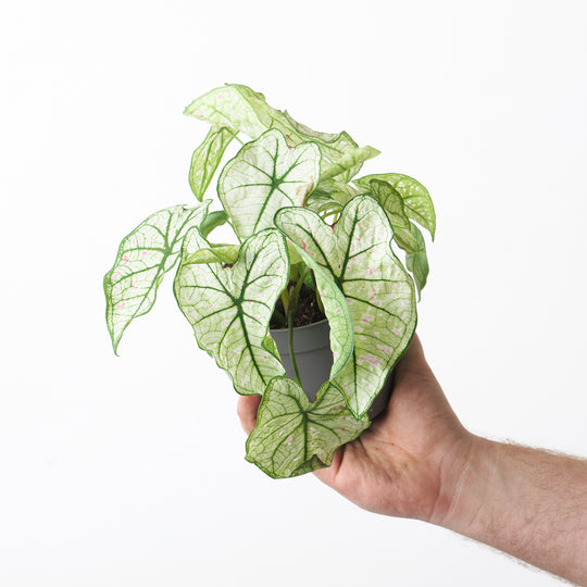 Caladium 'Cranberry' Plants GrowTropicals