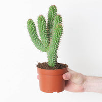 Hoodia gordonii