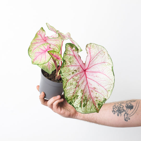 Caladium 'Summer Pink' Plants GrowTropicals