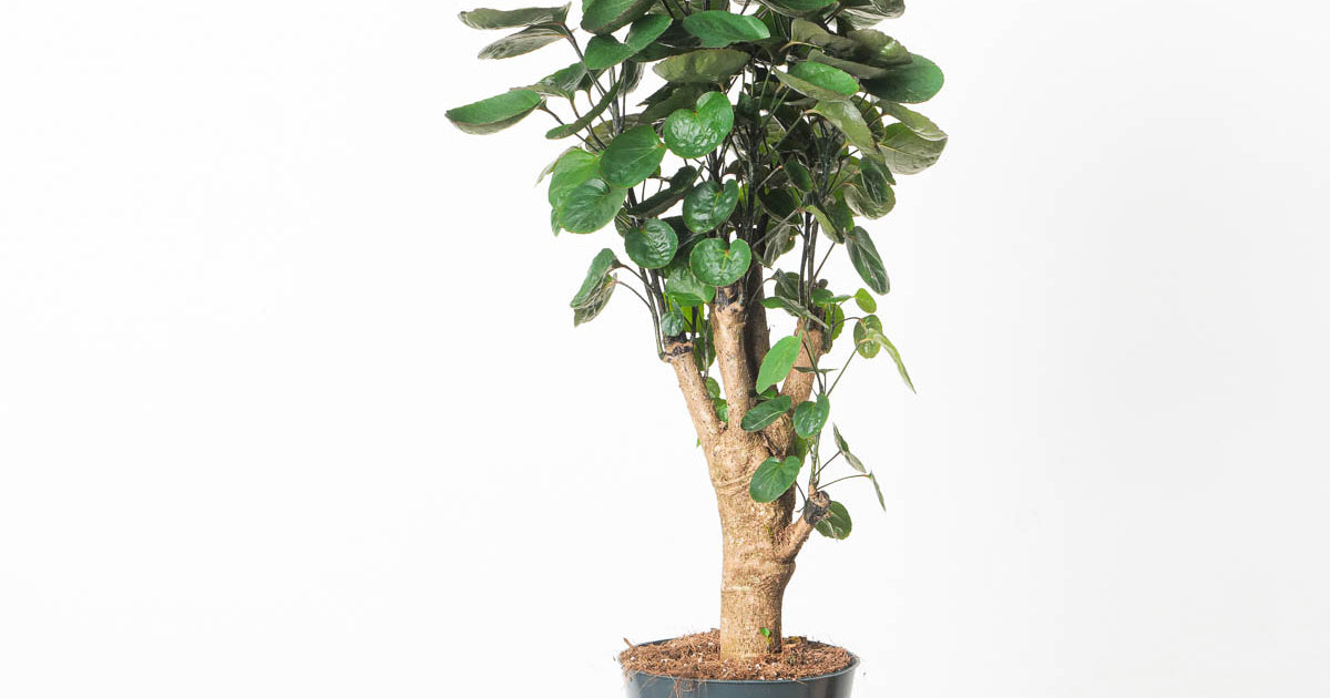 polyscias plant Polyscias scutellaria 'Fabian' | Plants