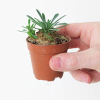 Euphorbia bupleurifolia