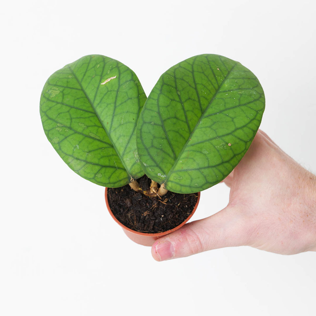 Hoya Meredithii - GROW TROPICALS