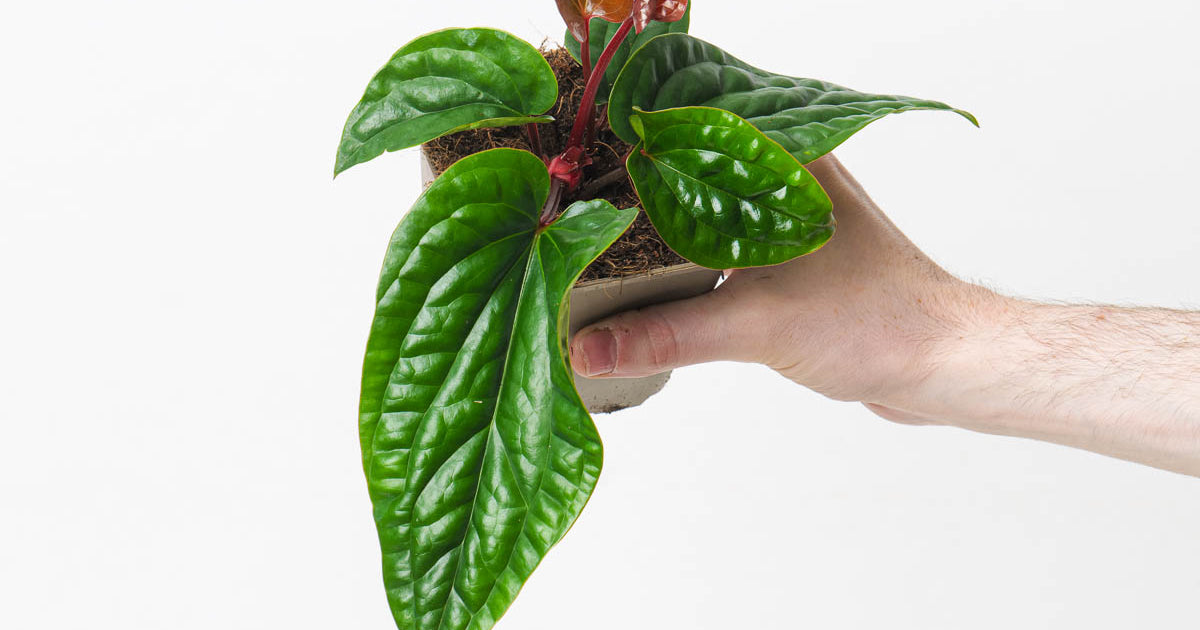 anthurium radicans x luxurians care Anthurium radicans x luxurians | Plants