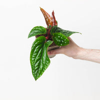 Anthurium radicans x luxurians